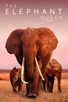 دانلود فیلم The Elephant Queen 2019