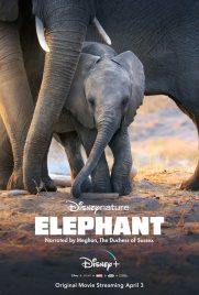 دانلود فیلم Elephant 2020 با دوبله فارسی